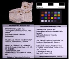Foto (Objekt + Etiketten) von Cracensigillatus acutirostrus (Moericke, 1889) (NHMW-GEO-1990-0041-0354)